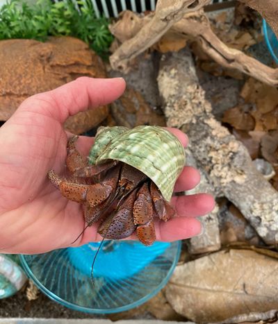 Hermit crab hotsell supplies near me